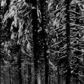 MOLOCH  - CD ABSTRAKTER WALD