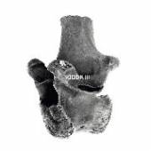  YODOK III [DELUXE] - suprshop.cz