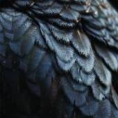EX PEOPLE  - CD BIRD