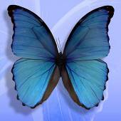  THYROID MEDITATION: TRANSFORMING STRESS INTO WELL - suprshop.cz