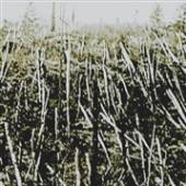 PRACHNO  - CD PRACHNO